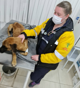 Emergência com amor
